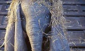 Dumbo, la magia di un classico senza età firmata Tim Burton